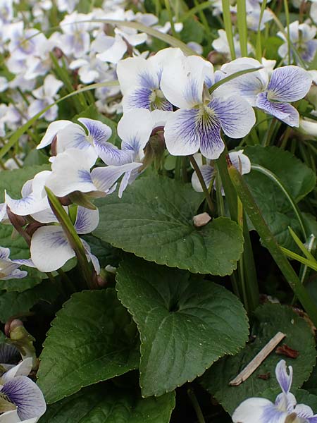 Viola sororia \ Pfingst-Veilchen / Common Blue Violet, D Weinheim an der Bergstra&szlig;e, Botan. Gar.  Hermannshof 15.4.2023
