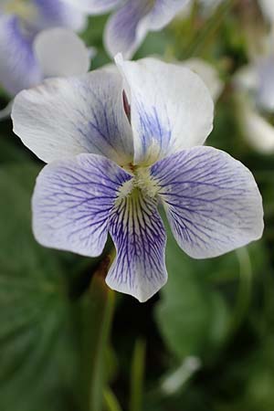 Viola sororia \ Pfingst-Veilchen / Common Blue Violet, D Weinheim an der Bergstra&szlig;e, Botan. Gar.  Hermannshof 15.4.2023