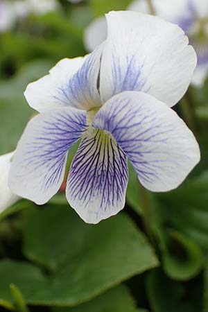 Viola sororia \ Pfingst-Veilchen / Common Blue Violet, D Weinheim an der Bergstra&szlig;e, Botan. Gar.  Hermannshof 15.4.2023