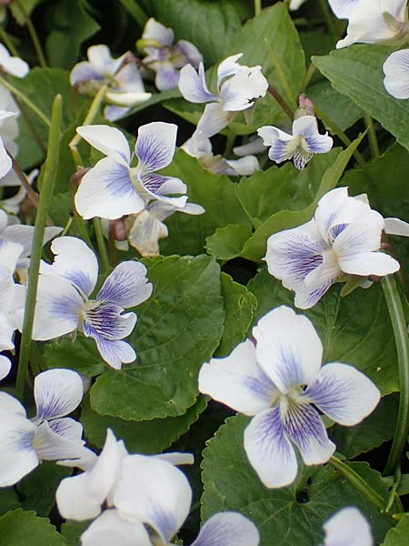 Viola sororia \ Pfingst-Veilchen / Common Blue Violet, D Weinheim an der Bergstra&szlig;e, Botan. Gar.  Hermannshof 15.4.2023