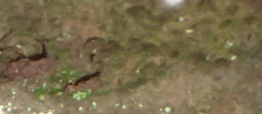 Trichomanes speciosum \ Pr�chtiger D�nnfarn / Killarney Fern, D Mudau 23.4.2023