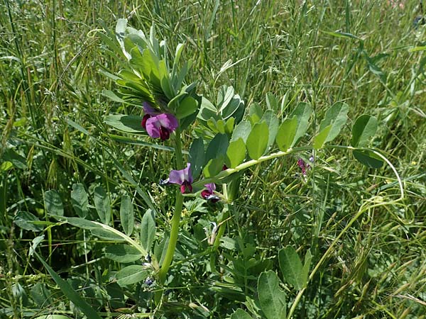 Vicia sativa var. sativa \ Saat-Wicke, Echte Futter-Wicke / Common Vetch, D Neckarhausen 18.5.2023