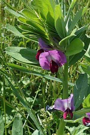 Vicia sativa var. sativa \ Saat-Wicke, Echte Futter-Wicke / Common Vetch, D Neckarhausen 18.5.2023