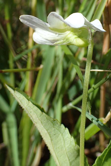 Viola stagnina \ Pfirsichbl&auml;ttriges Moor-Veilchen / Fen Violet, D Neu-Isenburg 30.5.2023
