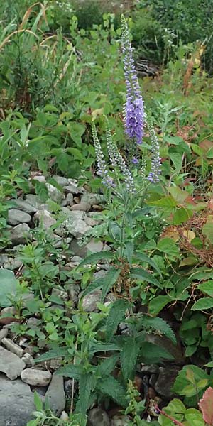 Veronica spicata \ &Auml;hriger Blauweiderich, &Auml;hriger Ehrenpreis / Spiked Speedwell, D Lorch am Rhein 28.7.2023