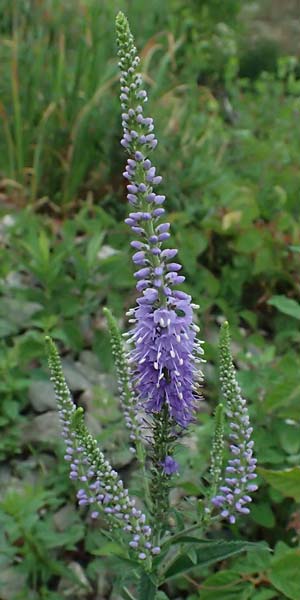 Veronica spicata \ &Auml;hriger Blauweiderich, &Auml;hriger Ehrenpreis / Spiked Speedwell, D Lorch am Rhein 28.7.2023