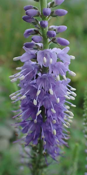 Veronica spicata \ &Auml;hriger Blauweiderich, &Auml;hriger Ehrenpreis / Spiked Speedwell, D Lorch am Rhein 28.7.2023