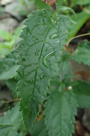 Veronica spicata \ &Auml;hriger Blauweiderich, &Auml;hriger Ehrenpreis / Spiked Speedwell, D Lorch am Rhein 28.7.2023