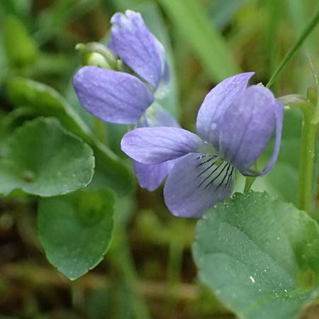 Viola stagnina \ Pfirsichbl&auml;ttriges Moor-Veilchen / Fen Violet, D Pfalz, Speyer 4.5.2024