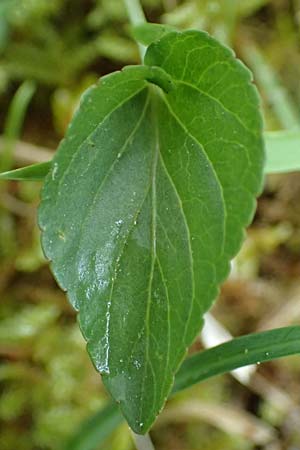 Viola stagnina \ Pfirsichbl&auml;ttriges Moor-Veilchen / Fen Violet, D Pfalz, Speyer 4.5.2024