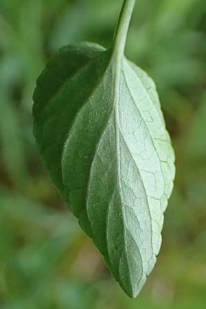 Viola stagnina \ Pfirsichbl&auml;ttriges Moor-Veilchen / Fen Violet, D Pfalz, Speyer 4.5.2024