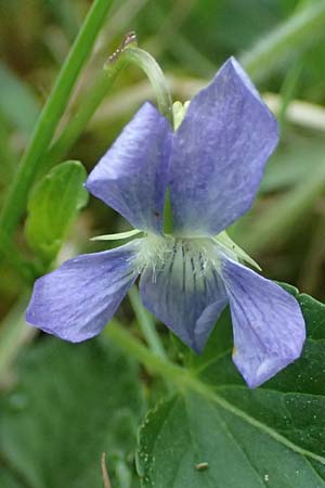Viola stagnina \ Pfirsichbl&auml;ttriges Moor-Veilchen / Fen Violet, D Pfalz, Speyer 4.5.2024