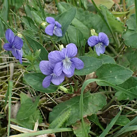 Viola stagnina \ Pfirsichbl&auml;ttriges Moor-Veilchen / Fen Violet, D Pfalz, Speyer 4.5.2024