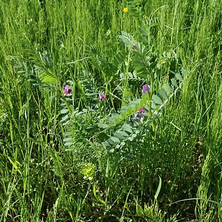 Vicia sativa var. sativa \ Saat-Wicke, Echte Futter-Wicke / Common Vetch, D Billigheim-Waldm&uuml;hlbach 11.5.2024