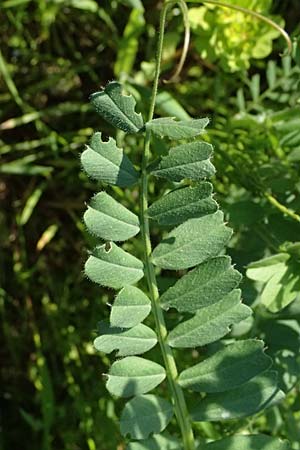 Vicia sativa var. sativa \ Saat-Wicke, Echte Futter-Wicke / Common Vetch, D Billigheim-Waldm&uuml;hlbach 11.5.2024