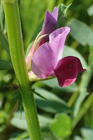 Vicia sativa var. sativa \ Saat-Wicke, Echte Futter-Wicke / Common Vetch, D Billigheim-Waldm&uuml;hlbach 11.5.2024