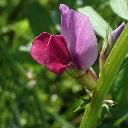 Vicia sativa var. sativa \ Saat-Wicke, Echte Futter-Wicke / Common Vetch, D Billigheim-Waldm&uuml;hlbach 11.5.2024