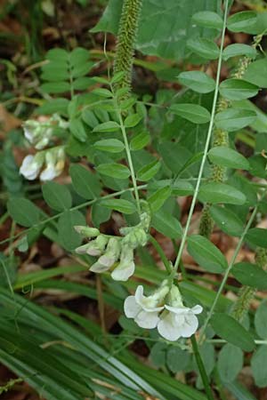 Vicia sepium \ Zaun-Wicke / Bush Vetch, D Zwingenberg an der Bergstra&szlig;e 4.5.2025