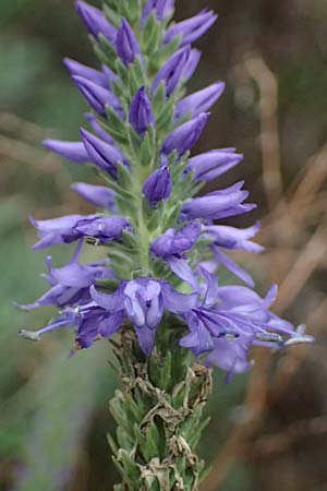 Veronica spicata \ &Auml;hriger Blauweiderich, &Auml;hriger Ehrenpreis / Spiked Speedwell, D Falkenstein 31.7.2025