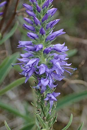 Veronica spicata \ &Auml;hriger Blauweiderich, &Auml;hriger Ehrenpreis / Spiked Speedwell, D Falkenstein 31.7.2025