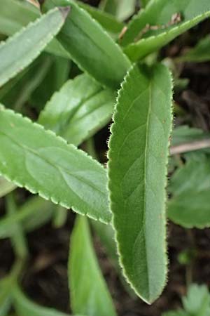 Veronica spicata \ &Auml;hriger Blauweiderich, &Auml;hriger Ehrenpreis / Spiked Speedwell, D Falkenstein 31.7.2025