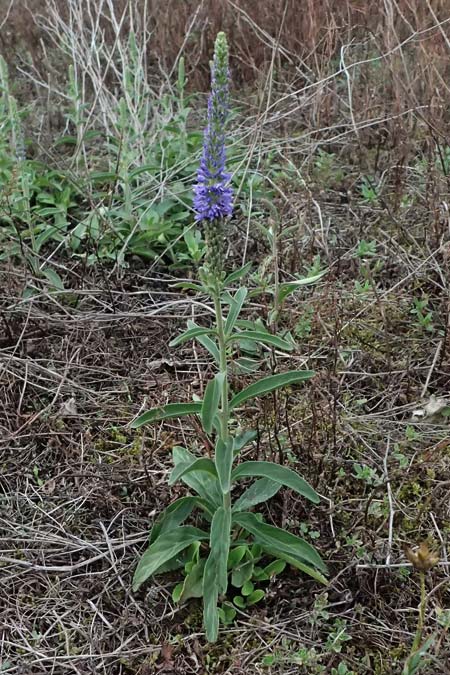 Veronica spicata \ &Auml;hriger Blauweiderich, &Auml;hriger Ehrenpreis / Spiked Speedwell, D Falkenstein 31.7.2025