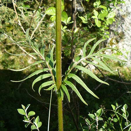 Valeriana pratensis subsp. angustifolia \ Schmalbl�ttriger Arznei-Baldrian / Wallroth's Valerian, Narrowleaf Valerian, D Fridingen 3.6.2015