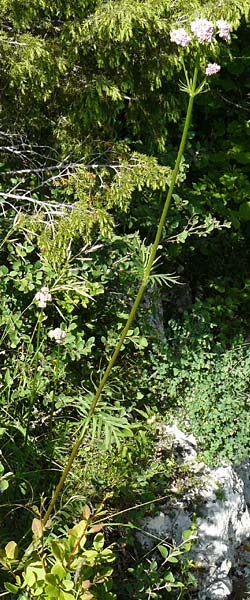 Valeriana pratensis subsp. angustifolia \ Schmalbl�ttriger Arznei-Baldrian / Wallroth's Valerian, Narrowleaf Valerian, D Fridingen 3.6.2015