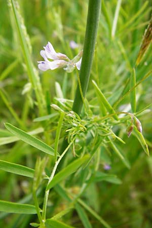 Ervum tetraspermum \ Viersamige Wicke / Smooth Tare, D Dieburg 22.5.2015