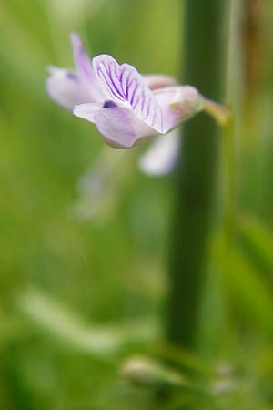 Ervum tetraspermum \ Viersamige Wicke / Smooth Tare, D Dieburg 22.5.2015