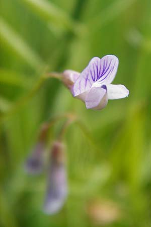 Ervum tetraspermum \ Viersamige Wicke / Smooth Tare, D Dieburg 22.5.2015
