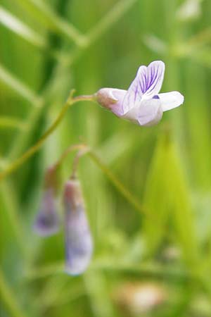 Ervum tetraspermum \ Viersamige Wicke / Smooth Tare, D Dieburg 22.5.2015