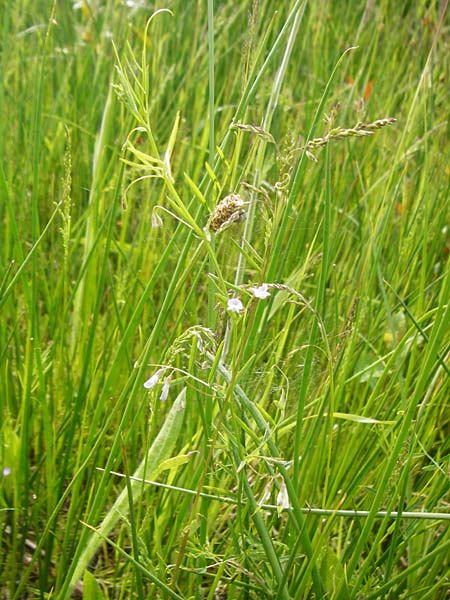 Ervum tetraspermum \ Viersamige Wicke / Smooth Tare, D Dieburg 22.5.2015