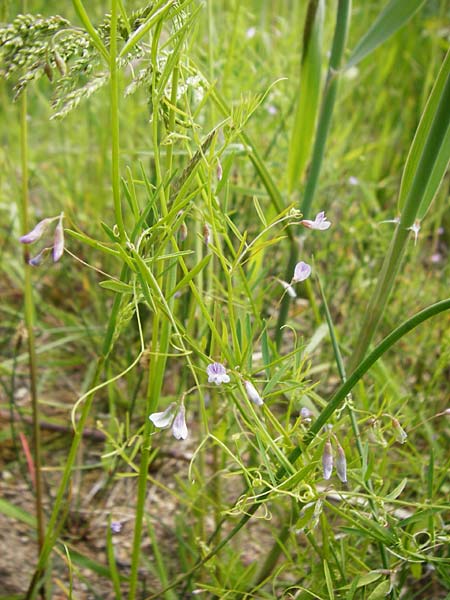 Ervum tetraspermum \ Viersamige Wicke / Smooth Tare, D Dieburg 22.5.2015