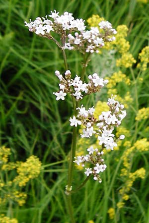 Valeriana pratensis subsp. pratensis \ Wiesen-Arznei-Baldrian / Meadow Valerian, D Oppenheim 9.6.2015