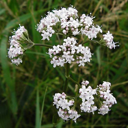 Valeriana pratensis subsp. pratensis \ Wiesen-Arznei-Baldrian / Meadow Valerian, D Oppenheim 9.6.2015