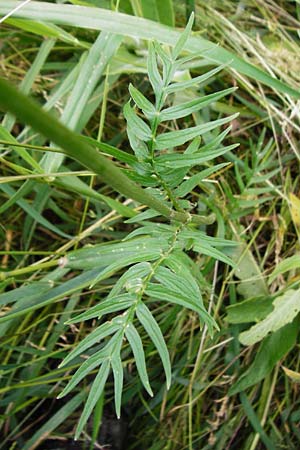 Valeriana pratensis subsp. pratensis \ Wiesen-Arznei-Baldrian / Meadow Valerian, D Oppenheim 9.6.2015
