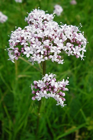 Valeriana pratensis subsp. angustifolia \ Schmalbl�ttriger Arznei-Baldrian / Wallroth's Valerian, Narrowleaf Valerian, D Fridingen 20.6.2015