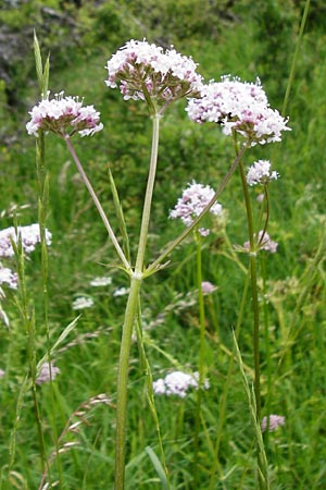 Valeriana pratensis subsp. angustifolia \ Schmalbl�ttriger Arznei-Baldrian / Wallroth's Valerian, Narrowleaf Valerian, D Fridingen 20.6.2015