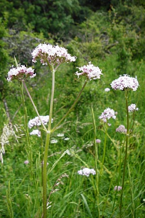 Valeriana pratensis subsp. angustifolia \ Schmalbl�ttriger Arznei-Baldrian / Wallroth's Valerian, Narrowleaf Valerian, D Fridingen 20.6.2015