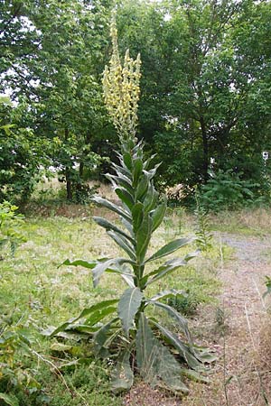 Verbascum thapsus \ Kleinbl&uuml;tige K�nigskerze / Great Mullein, Aaron's Rod, D Ludwigshafen 8.7.2015