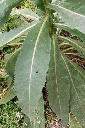 Verbascum thapsus \ Kleinbl&uuml;tige K�nigskerze / Great Mullein, Aaron's Rod, D Ludwigshafen 8.7.2015