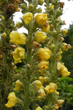 Verbascum thapsus \ Kleinbl&uuml;tige K�nigskerze / Great Mullein, Aaron's Rod, D Ludwigshafen 8.7.2015