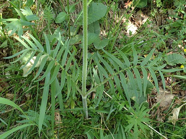 Valeriana pratensis subsp. angustifolia \ Schmalbl�ttriger Arznei-Baldrian / Wallroth's Valerian, Narrowleaf Valerian, D Fridingen 3.6.2015