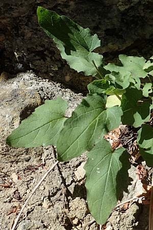 Valeriana tripteris \ Dreibl�ttriger Baldrian / Three-Leaved Valerian, D Schwenningen (Schw&auml;b. Alb) 26.7.2015