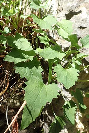Valeriana tripteris \ Dreibl�ttriger Baldrian / Three-Leaved Valerian, D Schwenningen (Schw&auml;b. Alb) 26.7.2015