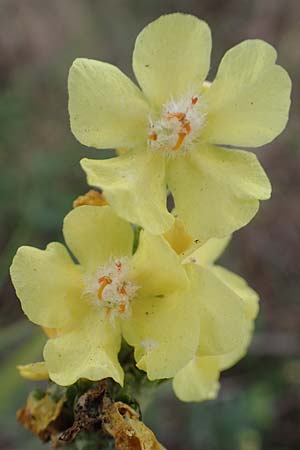 Verbascum lychnitis \ Mehlige K�nigskerze / White Mullein, D Bensheim 20.9.2016