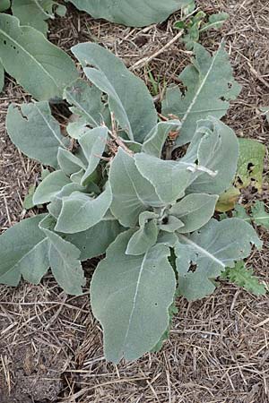 Verbascum thapsus \ Kleinbl&uuml;tige K�nigskerze / Great Mullein, Aaron's Rod, D Bensheim 20.9.2016