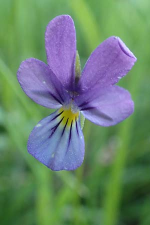 Viola tricolor \ Wildes Stiefm�tterchen / Heartsease, Wild Pansy, D R&ouml;dermark 13.5.2017