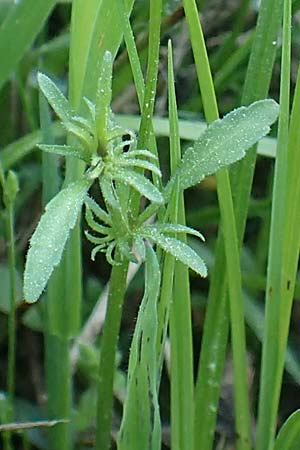 Viola tricolor \ Wildes Stiefm�tterchen / Heartsease, Wild Pansy, D R&ouml;dermark 13.5.2017